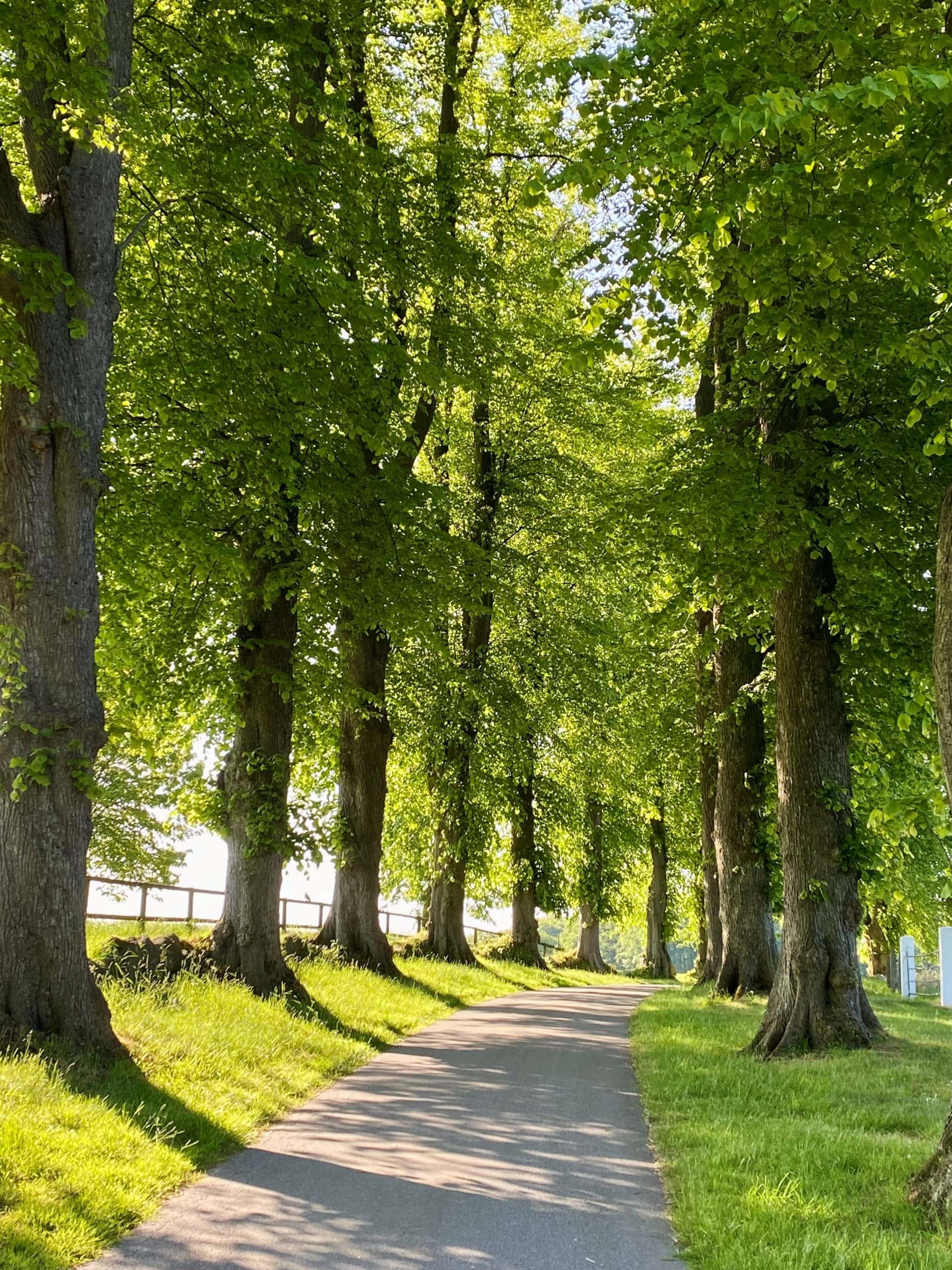 Alleezufahrt zu Gut Büchenau