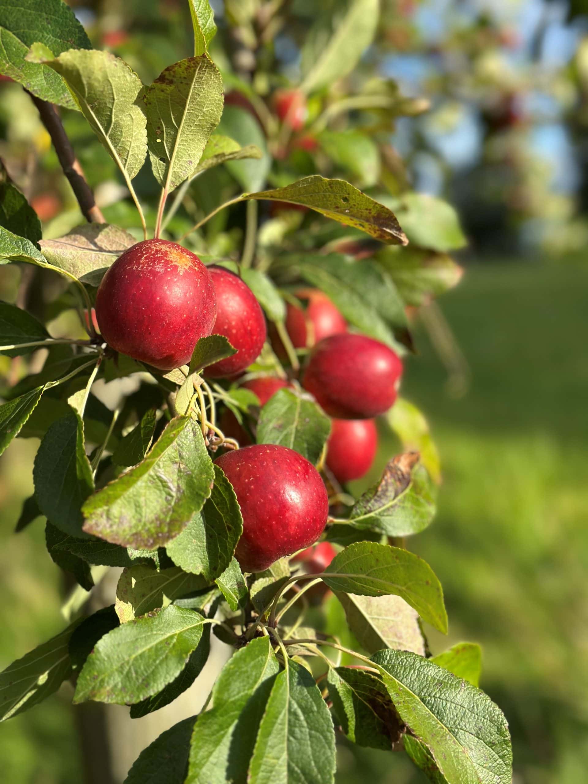 Apfelsaft vom Gut Büchenau